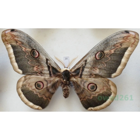 Saturnia pyri (Denis & Schiffermüller, 1775) male Pawica gruszówka ex. ovo Czech 115mm14